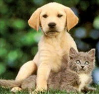 Pyramid Veterinary Surgery - Click Find