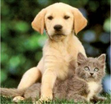 Pyramid Veterinary Surgery - Click Find 0