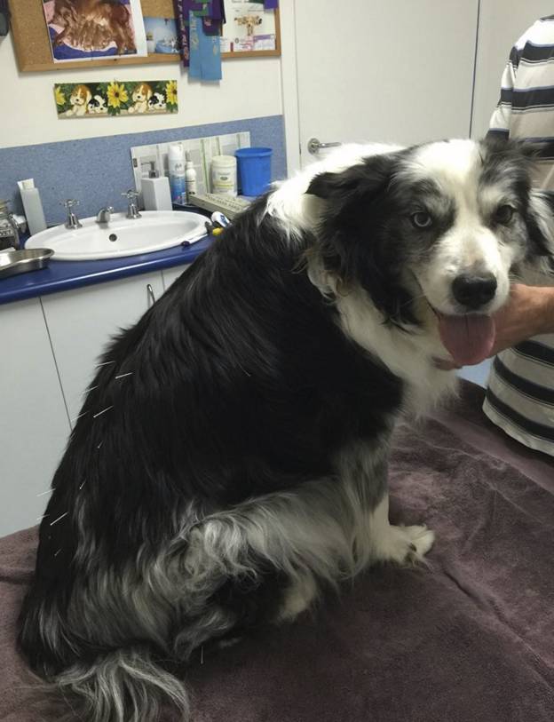 Chiropractors Click Find