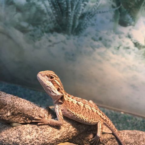 Mackay City Pet Barn - Click Find 4