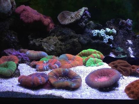 Animal Obsession - Lawyer Find 0