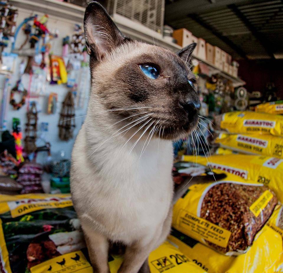 Cafes Coffee Shops Cannonvale QLD Bridge Guide