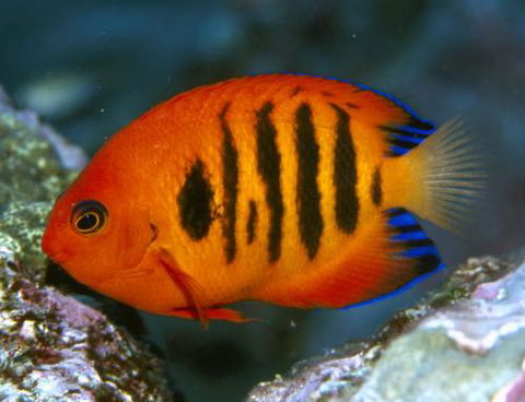 Cairns Marine - Click Find 0