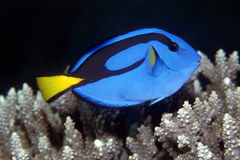 Cairns Marine - Click Find 2