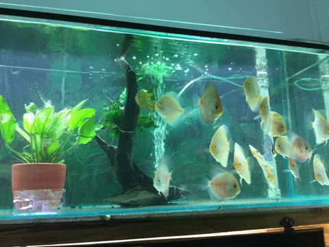 True Blue Aquariums - Click Find 1