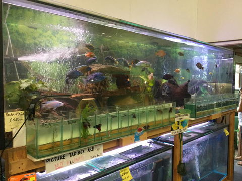 True Blue Aquariums - Click Find 2