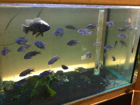 True Blue Aquariums - Click Find 3