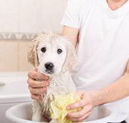 All Pet Stop - Click Find