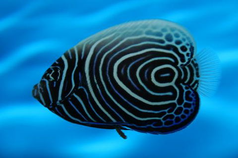 River To Reef Aquarium - Click Find 2
