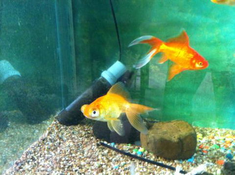 Hurley’s Aquariums - Click Find 2