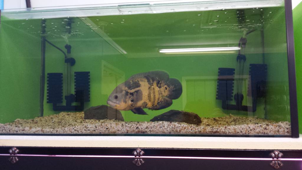 Cafes Coffee Shops Maryborough QLD Click Find