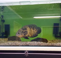 Slither  Swim Aquarium  Reptiles - Click Find