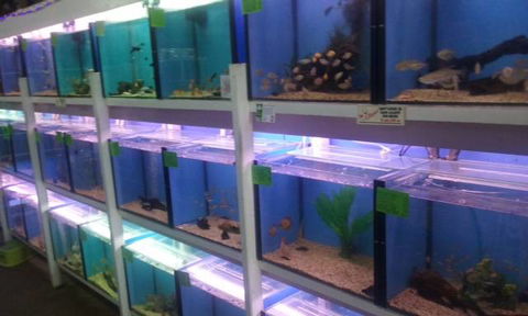 Summerland Aquarium - Click Find 1