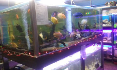 Summerland Aquarium - Click Find 2