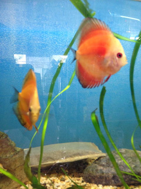 Richmond Valley Pet Supplies - Lavinia 1