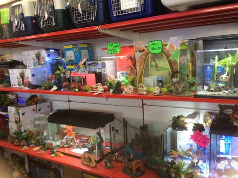 PJ’s Pet Barn - Lavinia 0