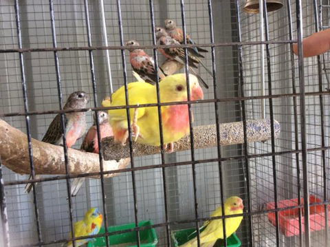 PJ’s Pet Barn - Lavinia 4