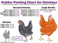Feed and Fodder