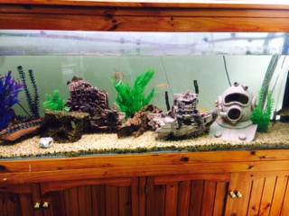 Pet Stop - Click Find 1