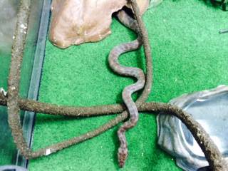 Pet Stop - Click Find 2