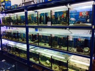 Pet Stop - Click Find 3