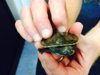 Pet Stop - Click Find 4