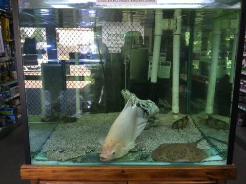 A1 Aquarium World - Click Find 2