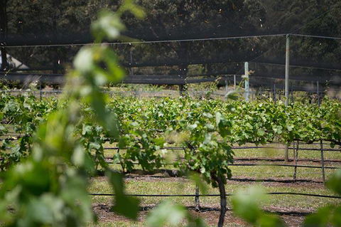 Long Point Vineyard & Art Gallery - Click Find 2