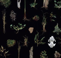 Weswal Gallery - Click Find