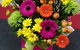 Bluebird Florist Hunter Valley - thumb 0