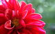 Bluebird Florist Hunter Valley - thumb 2