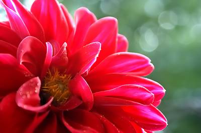 Bluebird Florist Hunter Valley - Click Find 2