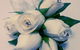 Floral Haven Florist - thumb 3