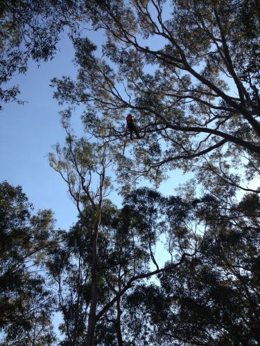 Almighty Trees & Demolition - Click Find 3