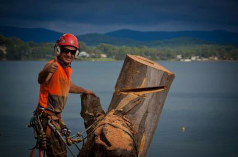 Almighty Trees & Demolition - Click Find 4