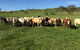 Ian Weir & Son Pty Ltd - thumb 0