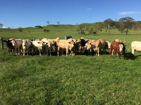 Ian Weir & Son Pty Ltd - Click Find 0