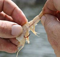 Ingham Tackle Shack - Click Find