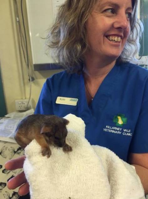 Killarney Vale Veterinary Clinic - Click Find 11