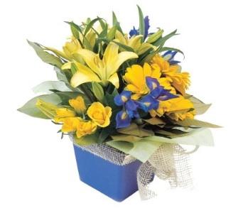Florists Forster NSW Click Find