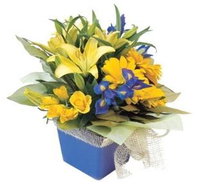 Forster Flowers - Click Find
