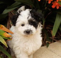 Dapto Veterinary Clinic - DBD