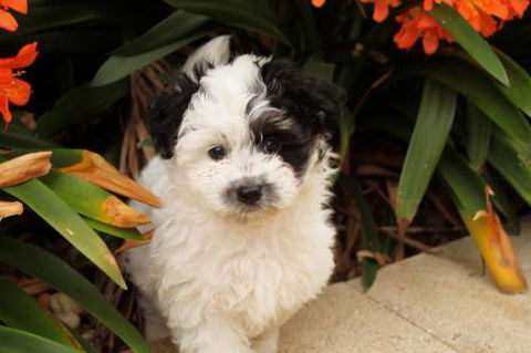 Dapto Veterinary Clinic - Click Find 0