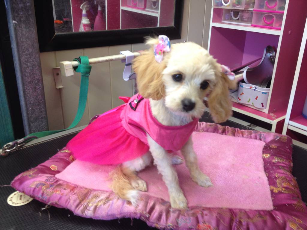 Cat Breeding Kingaroy QLD DBD
