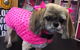 Lyns Total Pet Care - thumb 3
