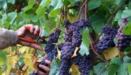 Toy's Garden Restaurant - Bet 4u 11