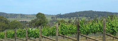 Toy's Garden Restaurant - Bet 4u 6