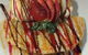 Plantation House Cafe - thumb 9