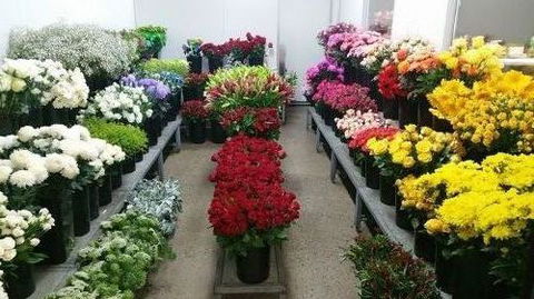 Townsville Flower Market - Bridge Guide 0
