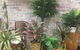Castletown Flower Hut - thumb 4